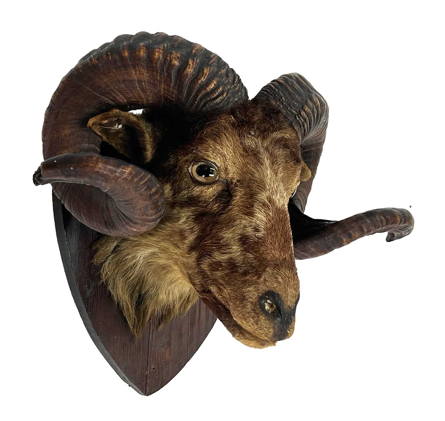 Taxidermy: A Late Victorian Sheep Head Mount (Ovis aries), circa 1880-1900, an adult rams head