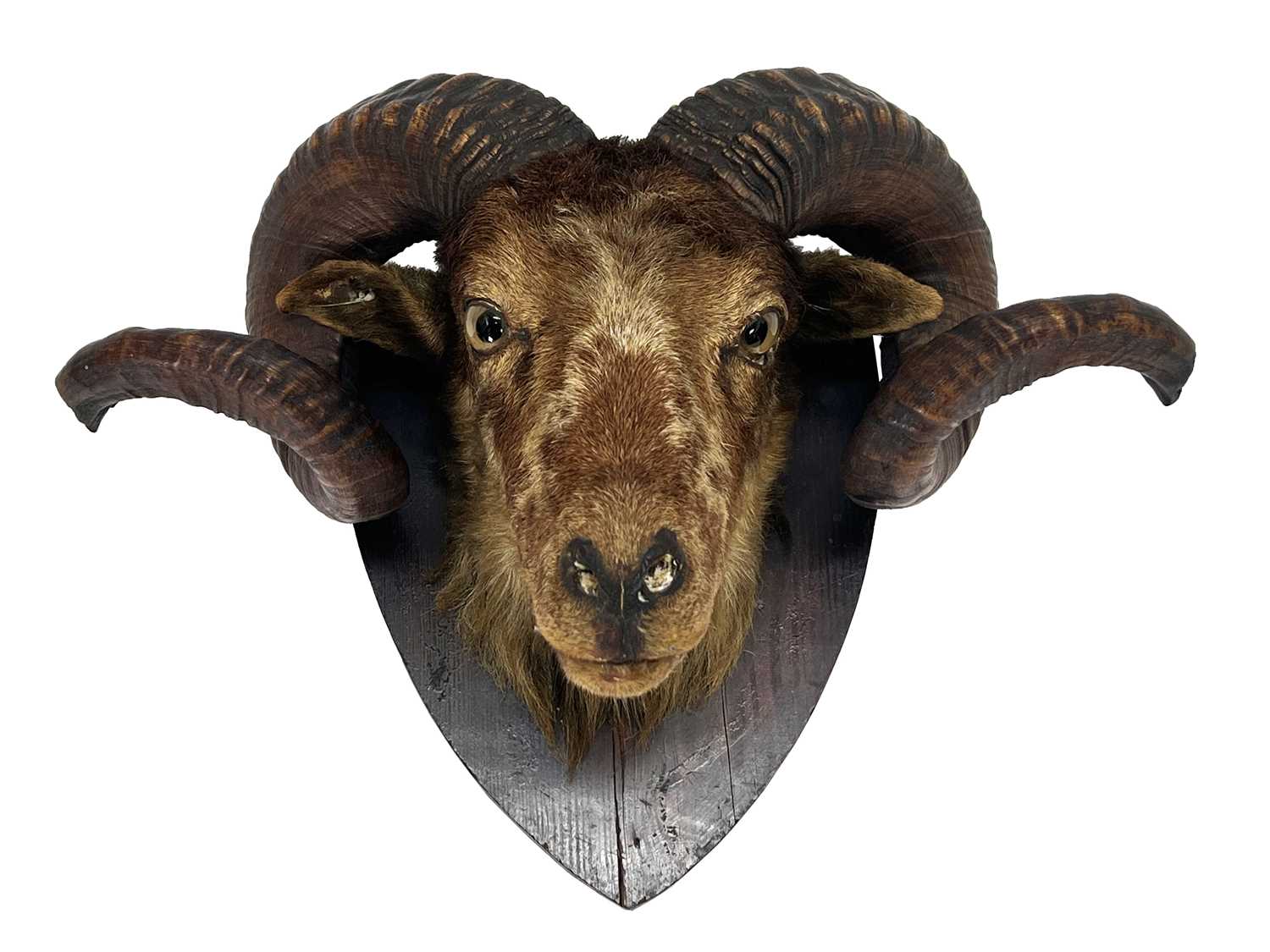 Taxidermy: A Late Victorian Sheep Head Mount (Ovis aries), circa 1880-1900, an adult rams head - Image 3 of 3