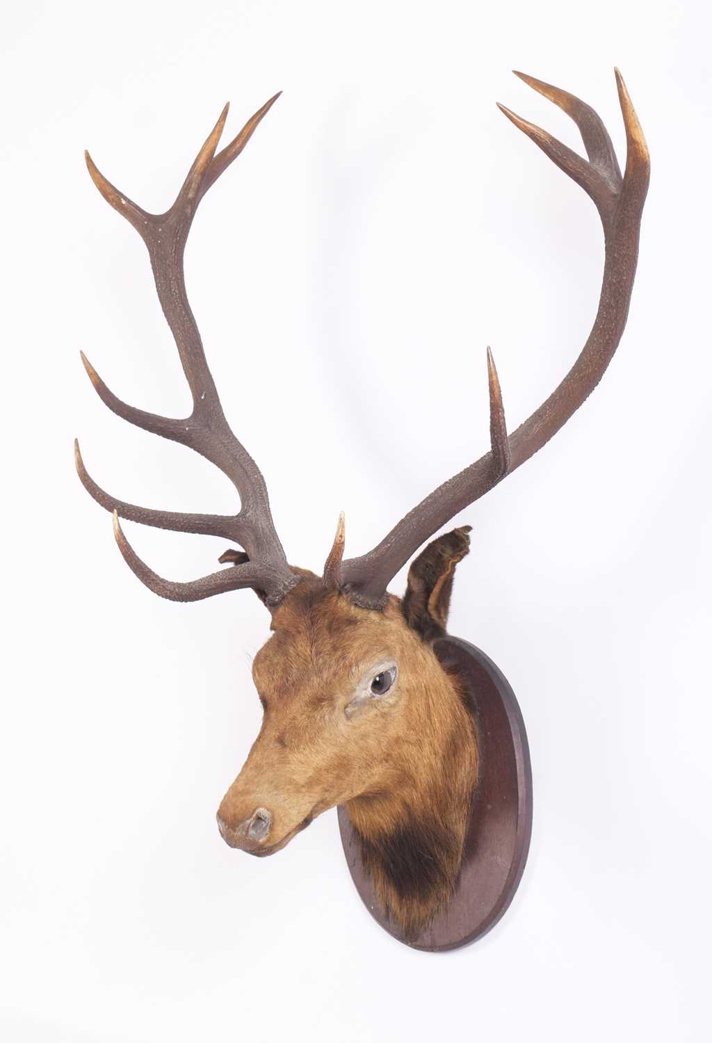 Taxidermy: A Scottish Red Deer Stag (Cervus elaphus scoticus), early 20th century, an adult neck