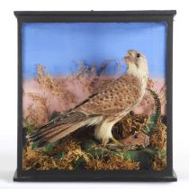 Taxidermy: A Late Victorian Cased Common Kestrel (Falco tinnunculus), circa 1880-1900, a full