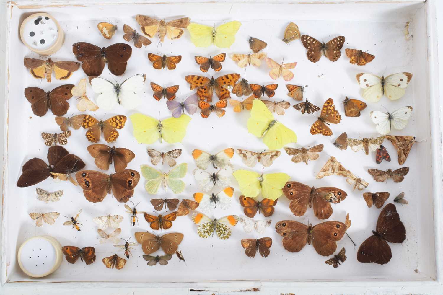 Entomology: A Collection of Various British & European Butterflies, over two hundred and fifty - Image 4 of 8