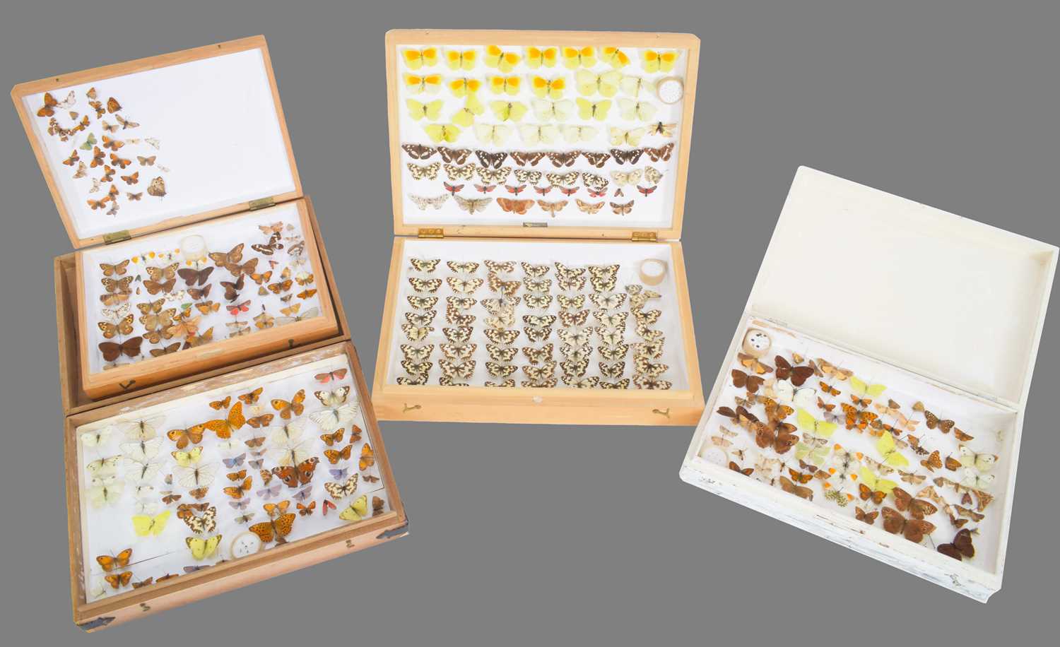 Entomology: A Collection of Various British & European Butterflies, over two hundred and fifty
