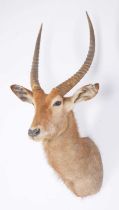 Taxidermy: Common Waterbuck (Kobus ellipsiprymnus), circa late 20th century, South Africa, adult