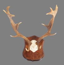Antlers/Horns: A Set of European Fallow Deer Antlers (Dama dama), dated 1991, Linwood, prepared by