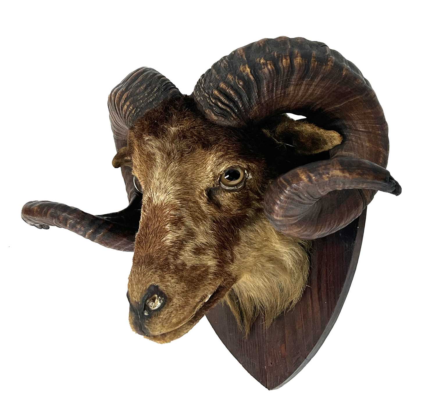 Taxidermy: A Late Victorian Sheep Head Mount (Ovis aries), circa 1880-1900, an adult rams head - Image 2 of 3