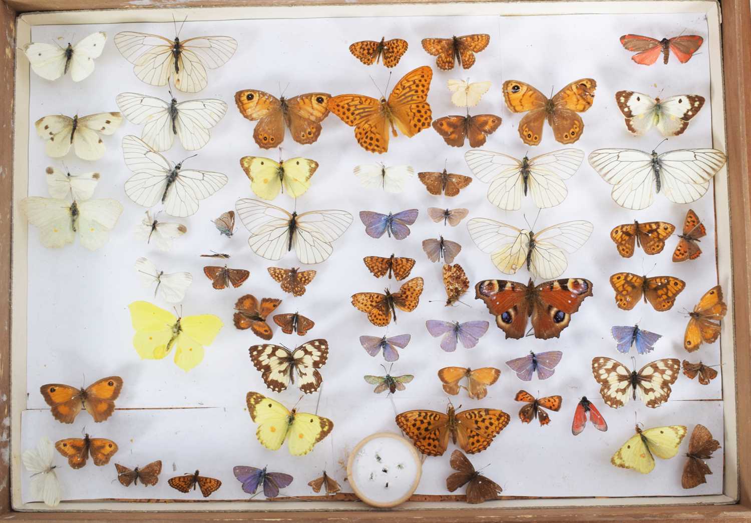 Entomology: A Collection of Various British & European Butterflies, over two hundred and fifty - Image 6 of 8