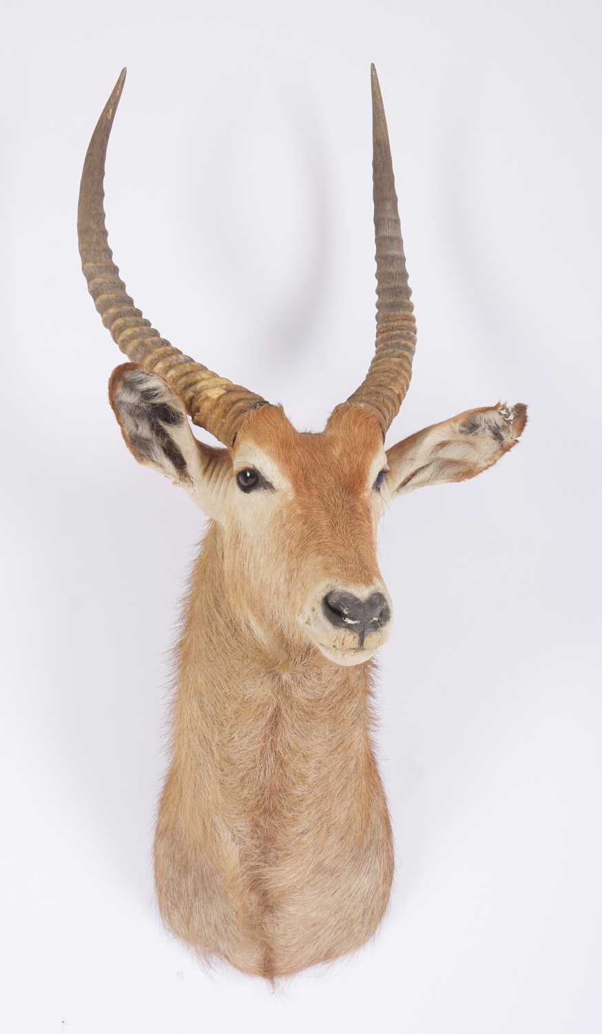Taxidermy: Common Waterbuck (Kobus ellipsiprymnus), circa late 20th century, South Africa, adult - Image 2 of 3