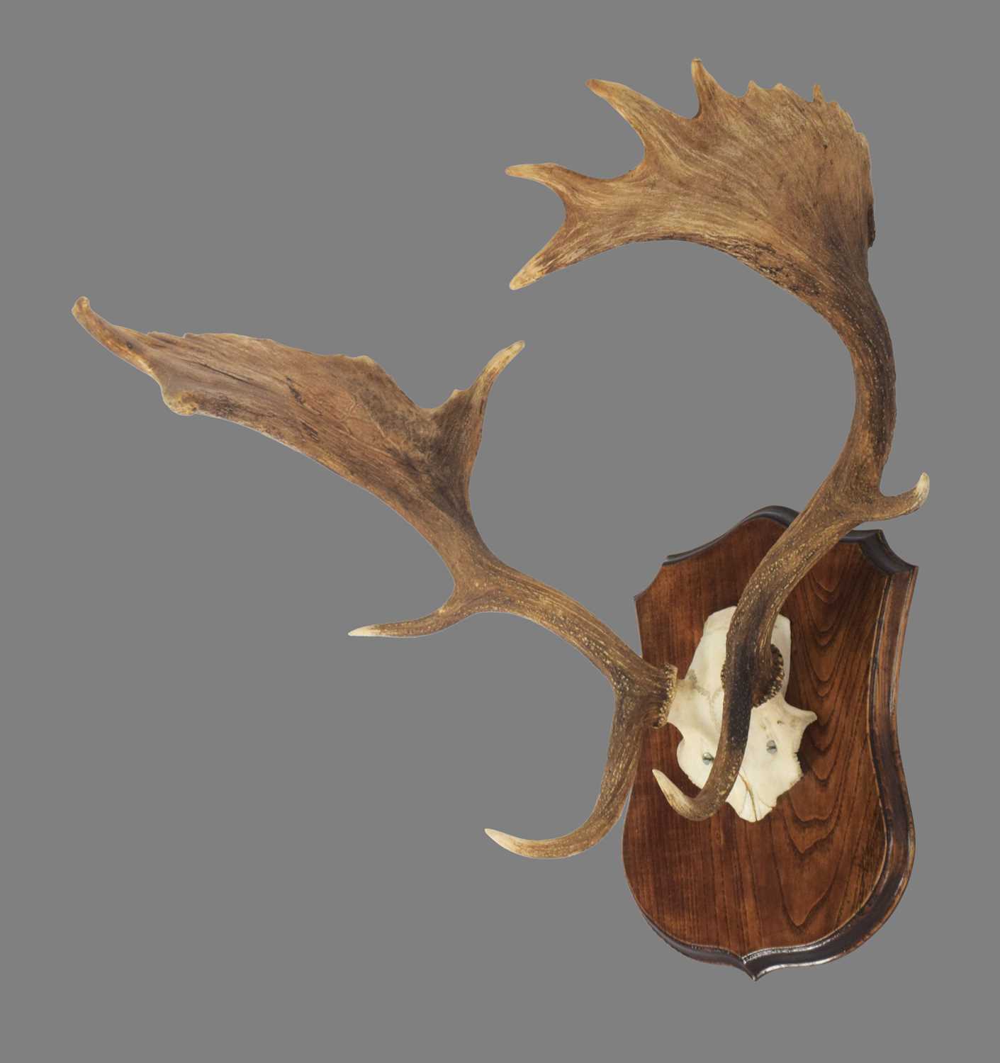 Antlers/Horns: A Set of European Fallow Deer Antlers (Dama dama), dated 1991, Linwood, prepared by - Image 2 of 3