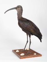 Taxidermy: Glossy Ibis (Plegadis falcinellus), modern, by Brian Hodgson, Taxidermy, Cumbria, a
