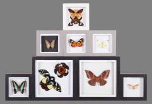 Entomology: A Group of Framed Butterflies and Moths, modern, six single butterfly and moth