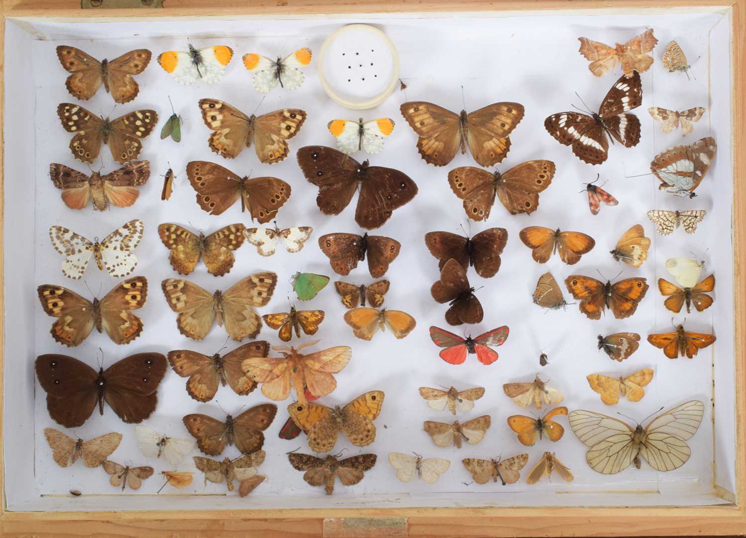Entomology: A Collection of Various British & European Butterflies, over two hundred and fifty - Image 5 of 8