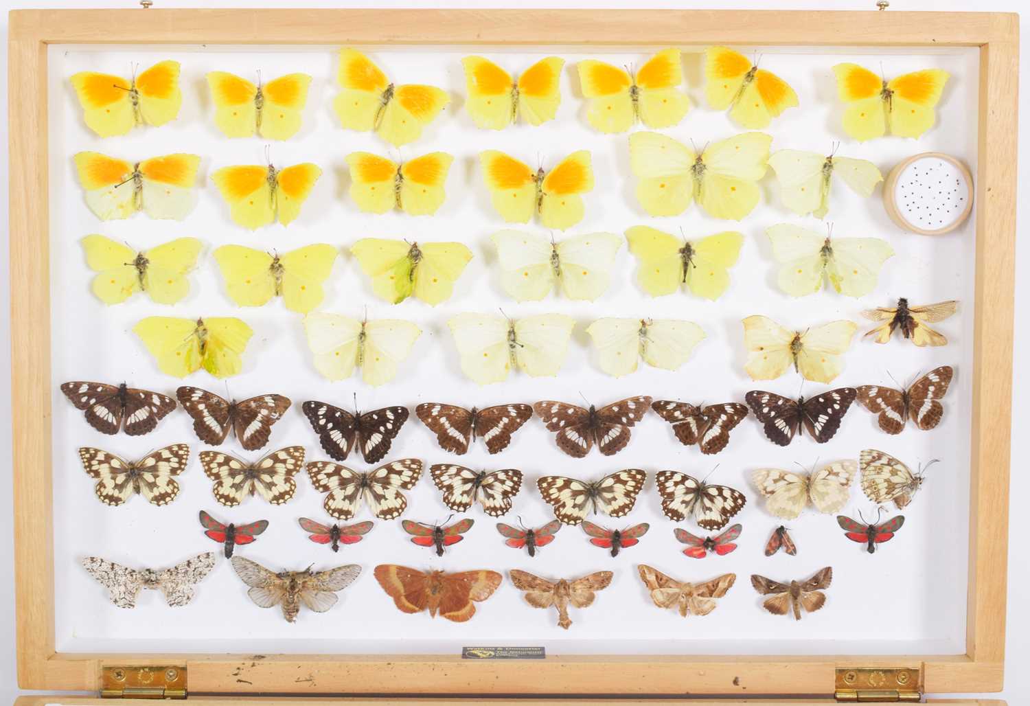 Entomology: A Collection of Various British & European Butterflies, over two hundred and fifty - Image 2 of 8