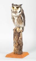 Taxidermy: A Northern White-faced Scops Owl (Ptilopsis leucotis), modern, by Brian Hodgson,