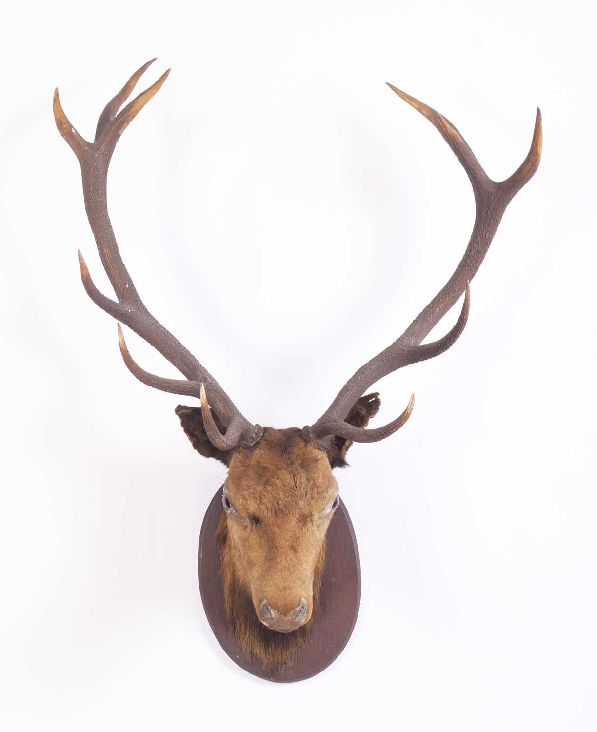 Taxidermy: A Scottish Red Deer Stag (Cervus elaphus scoticus), early 20th century, an adult neck - Image 2 of 3