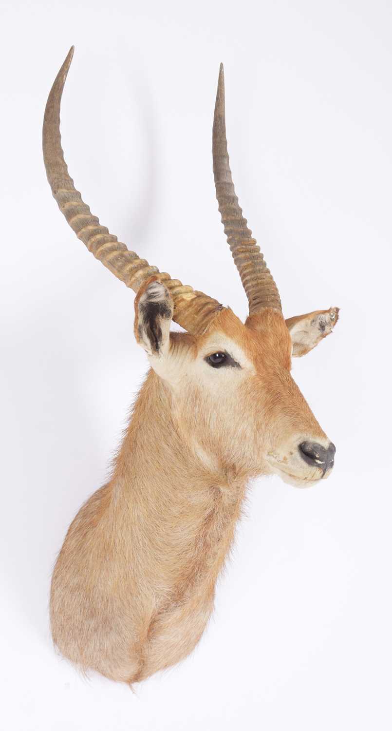 Taxidermy: Common Waterbuck (Kobus ellipsiprymnus), circa late 20th century, South Africa, adult - Image 3 of 3