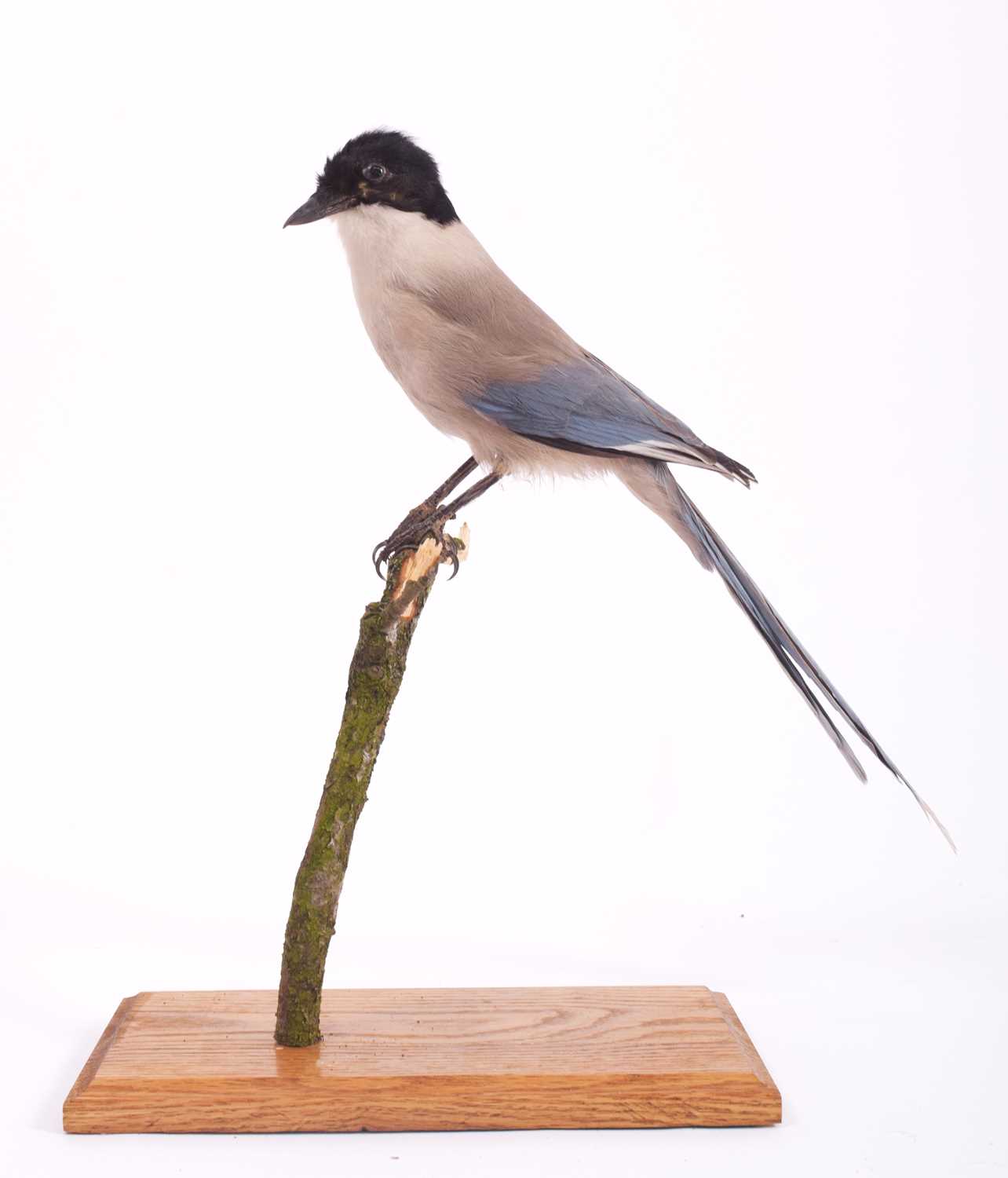 Taxidermy: Azure-Winged Magpie (Cyanopica cyanus), modern, a full mount adult perched atop a small