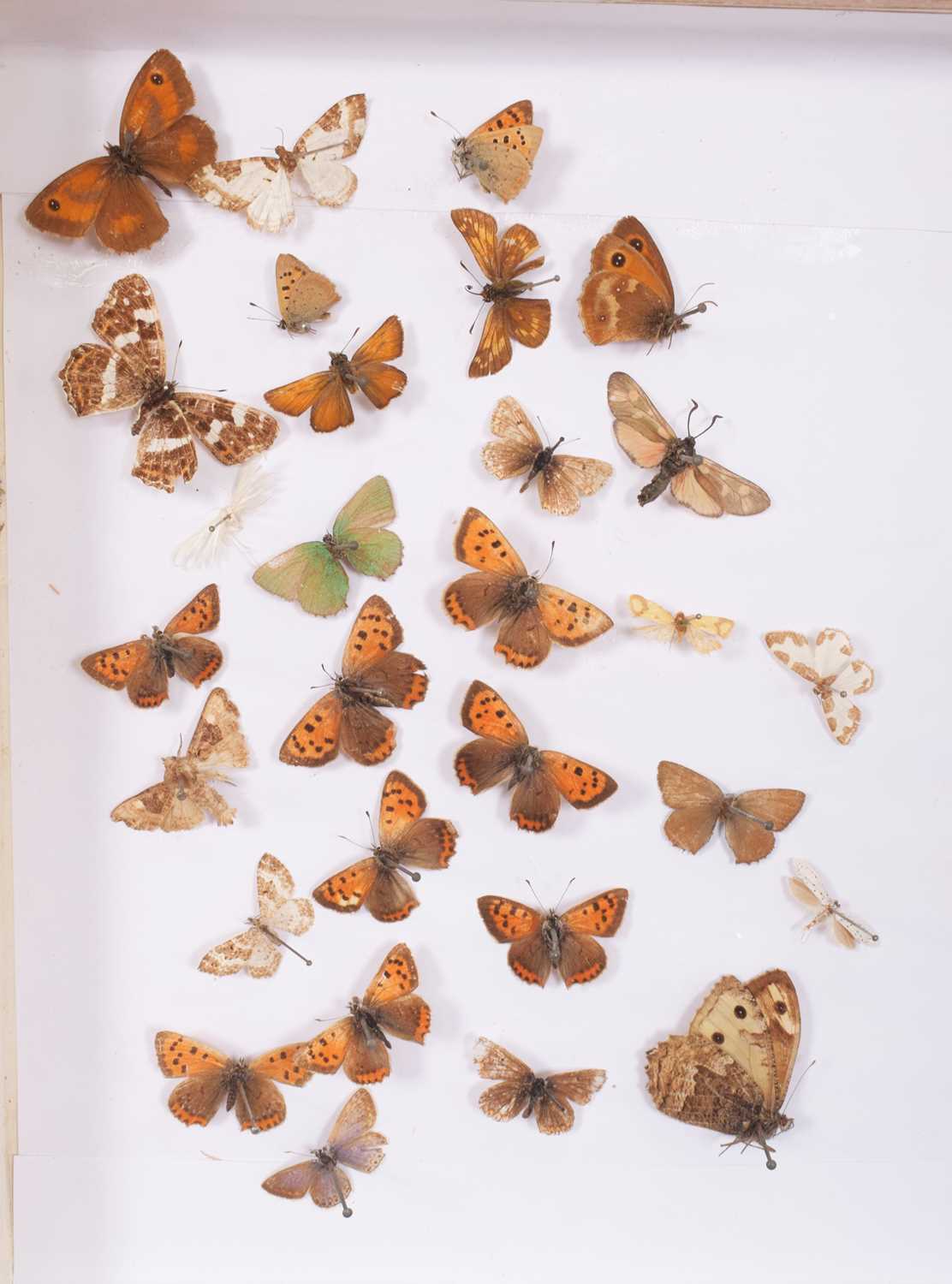 Entomology: A Collection of Various British & European Butterflies, over two hundred and fifty - Image 7 of 8