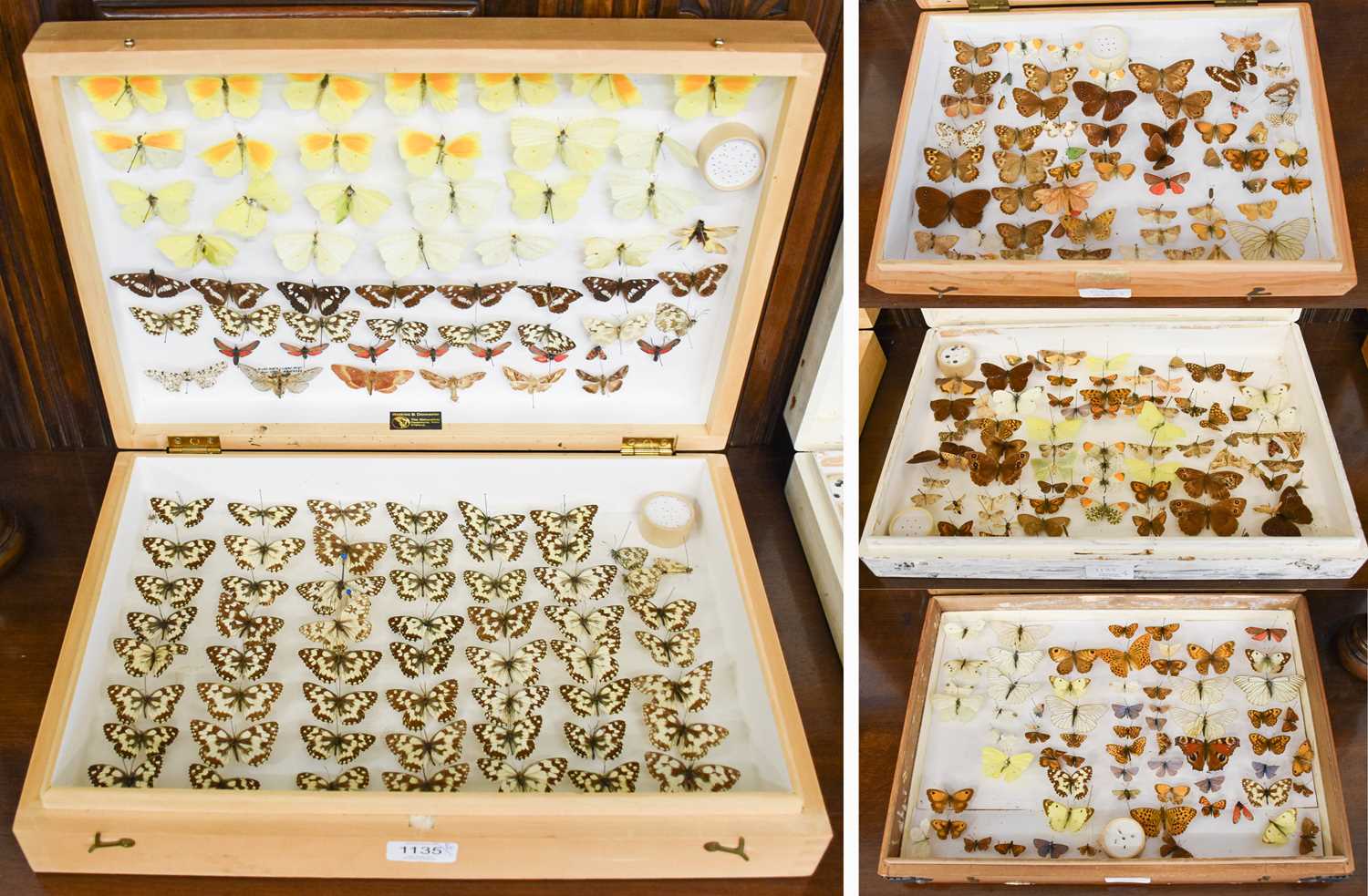 Entomology: A Collection of Various British & European Butterflies, over two hundred and fifty - Image 8 of 8