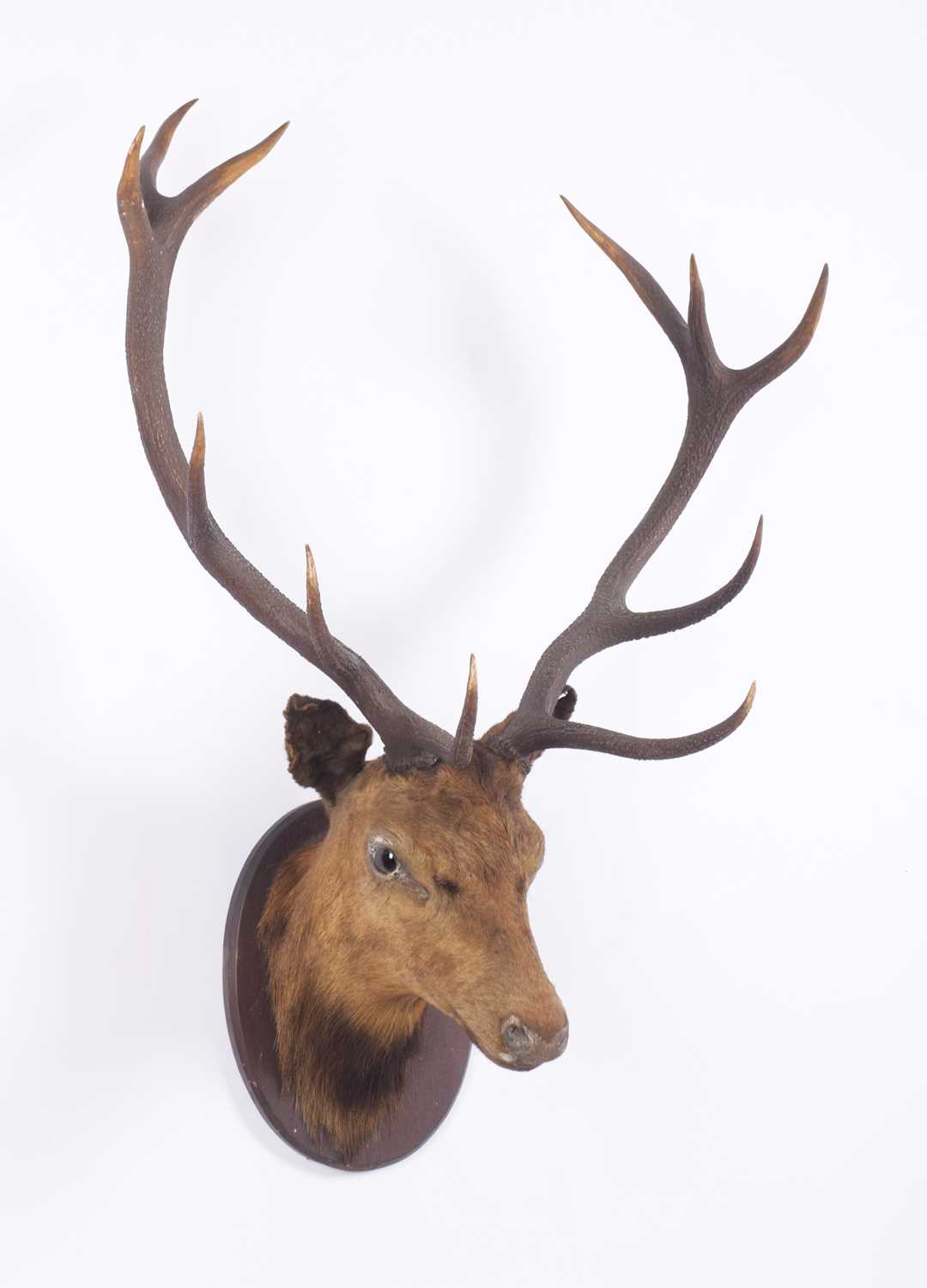 Taxidermy: A Scottish Red Deer Stag (Cervus elaphus scoticus), early 20th century, an adult neck - Image 3 of 3