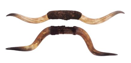 Antlers/Horns: Two Sets of Steer Horns, early 20th century, two sets of horns with woolen bosses,