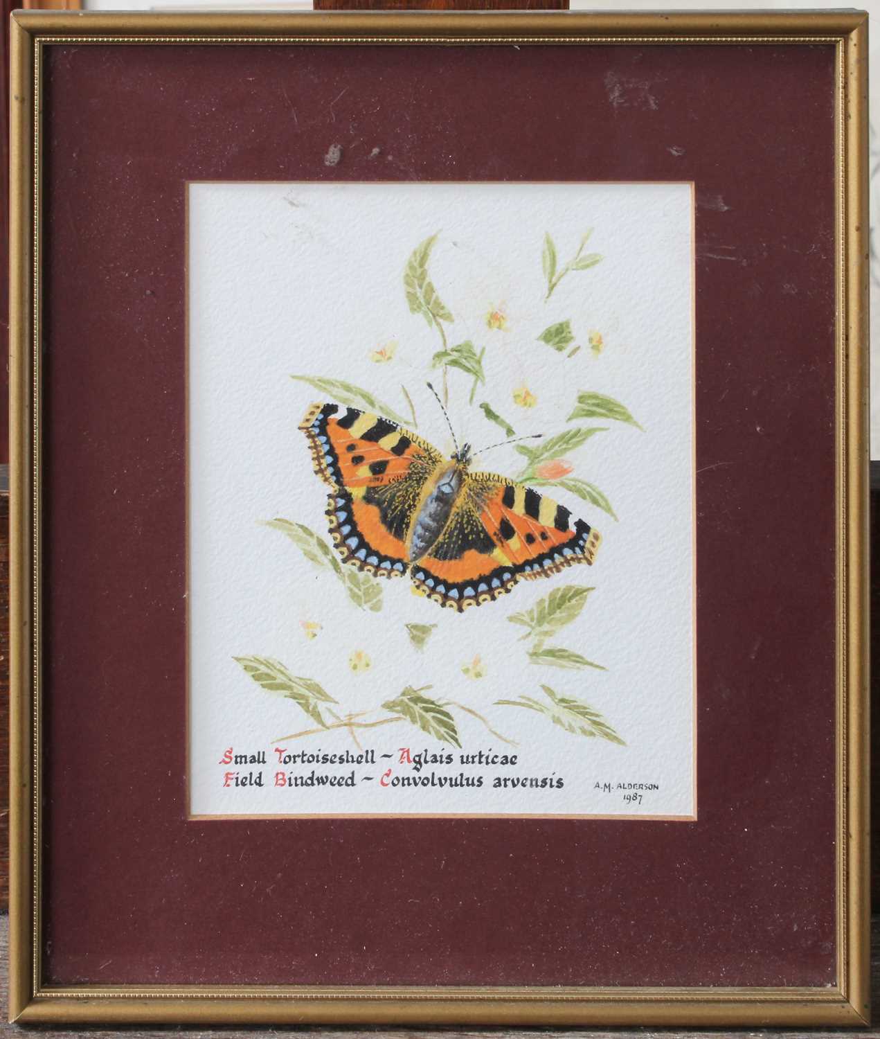 A.M.Alderson (20th Century) "Small Tortoiseshell - Aglais urticae; Field Bindweed - Convolvulus - Image 3 of 4