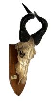 Antlers/Horns: Lichtenstein's Hartebeest (Alcelaphus lichtensteinii), dated 1903-5, Nyasaland,