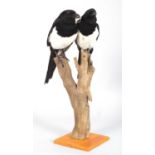 Taxidermy: A Pair of European Magpies (Pica pica), modern, by Brian Hodgson, Taxidermy, Cumbria, a