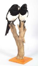 Taxidermy: A Pair of European Magpies (Pica pica), modern, by Brian Hodgson, Taxidermy, Cumbria, a