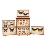 Entomology: An Early 20th Century Collection of European & Tropical Butterflies, by James Gardner,