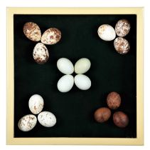 Natural History: A Collection of Replica European Birds of Prey Eggs, a hand-painted collection of