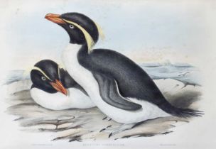 After John Gould (1804-1881) A pair of rock-hopper penguins "Eudyptes Chrysocome" Lithograph,