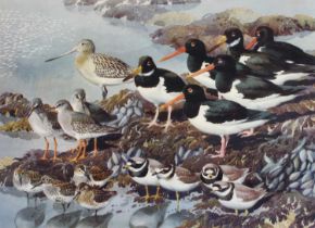 After Charles Frederick Tunnicliffe RA, RE, ARCA (1901-1979) Shoreland Waders Limited edition