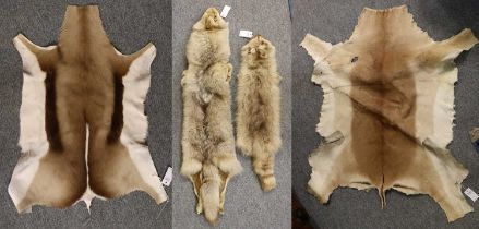 Taxidermy/Skins/Hides: A Coyote, Impala, Racoon and Springbok Hide, all professionally tanned and