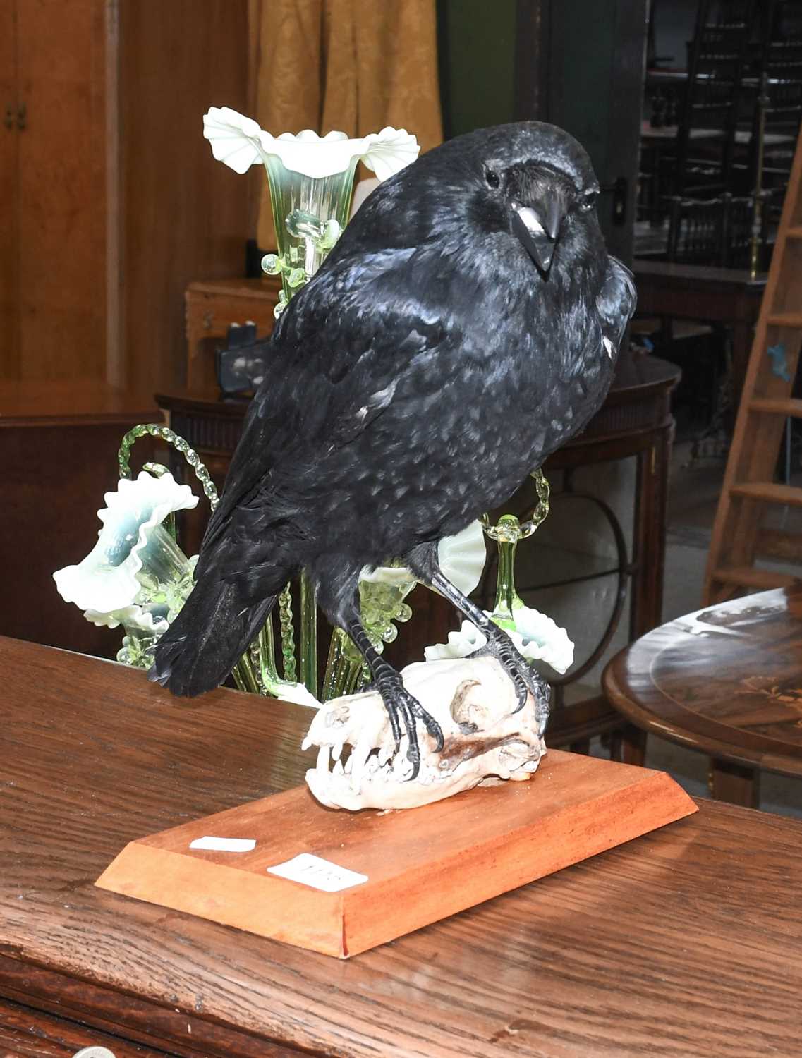 Taxidermy: Carrion Crow on Fox Skull (Corvus corone), modern, by Brian Hodgson, Taxidermy, Carlisle,