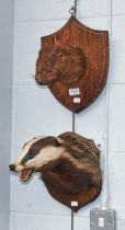 Taxidermy: A Late Victorian Otter Mask and Badger Mask, an adult antique European Otter mask looking
