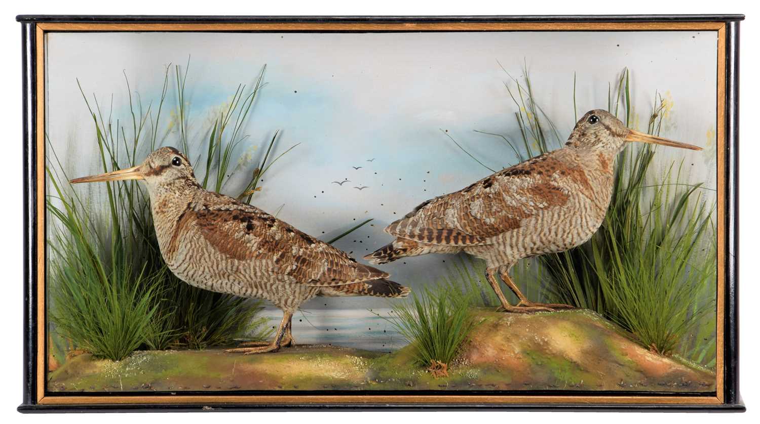 Taxidermy: A Cased Pair of Woodcocks (Scolopax rusticola), circa early 20th century, by J. Anderson,