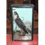 Taxidermy: A Late Victorian Cased Peregrine Falcon (Falco peregrinus), circa 1880-1900, a large