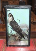Taxidermy: A Late Victorian Cased Peregrine Falcon (Falco peregrinus), circa 1880-1900, a large