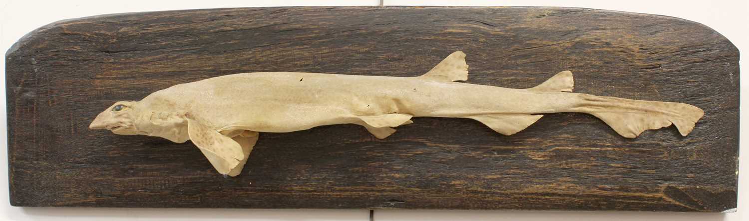 Taxidermy: A Preserved Dogfish, late 20th century, preserved and mounted upon a rustic wall