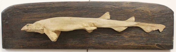 Taxidermy: A Preserved Dogfish, late 20th century, preserved and mounted upon a rustic wall