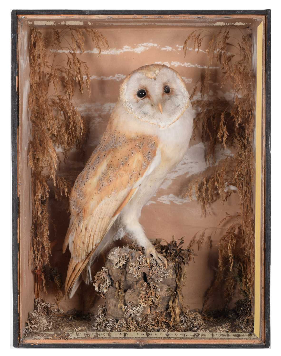 Taxidermy: A Late Victorian Cased Barn Owl (Tito alba), circa 1880-1900, a full mount adult