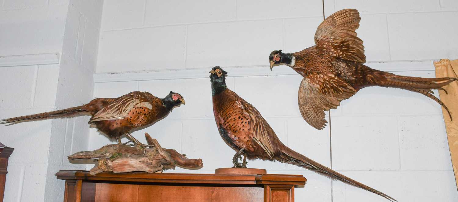 Taxidermy: Three Ring-necked Pheasants and two Red Squirrels, three full mount adult cock Pheasants, - Bild 3 aus 3