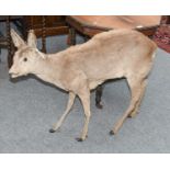 Taxidermy: A Full Mount Roe Deer Doe (Capreolus capreolus), circa late 20th century, a full mount