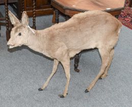 Taxidermy: A Full Mount Roe Deer Doe (Capreolus capreolus), circa late 20th century, a full mount