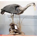 Taxidermy: A Common Grey Heron (Ardea cinerea), late 20th century, a full mount adult in stooped