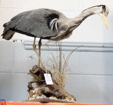 Taxidermy: A Common Grey Heron (Ardea cinerea), late 20th century, a full mount adult in stooped