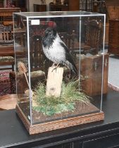 Taxidermy: A Cased Hooded Crow (Corvus cornix), modern, by John Burton, Natural Craft Taxidermy,