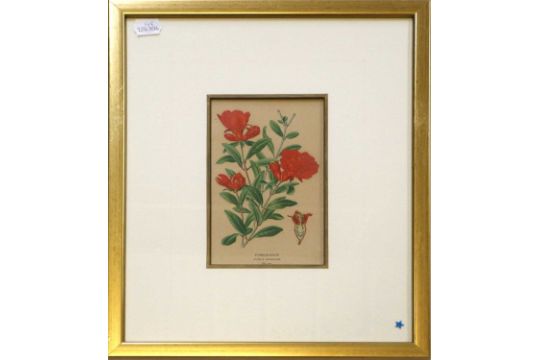 A Collection of Botanical Prints, to include "Sweet William", "Pomegranate" and "Showy Fleabane", - Image 38 of 46