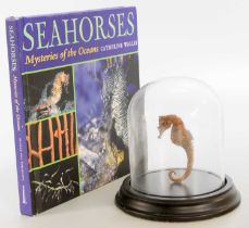 Natural History: A Preserved Seahorse and Book, modern, a small preserved seahorse, mounted in