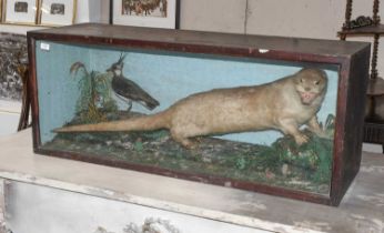 Taxidermy: A Late Victorian Cased European Otter (Lutra lutra), circa 1880-1900, a full mount